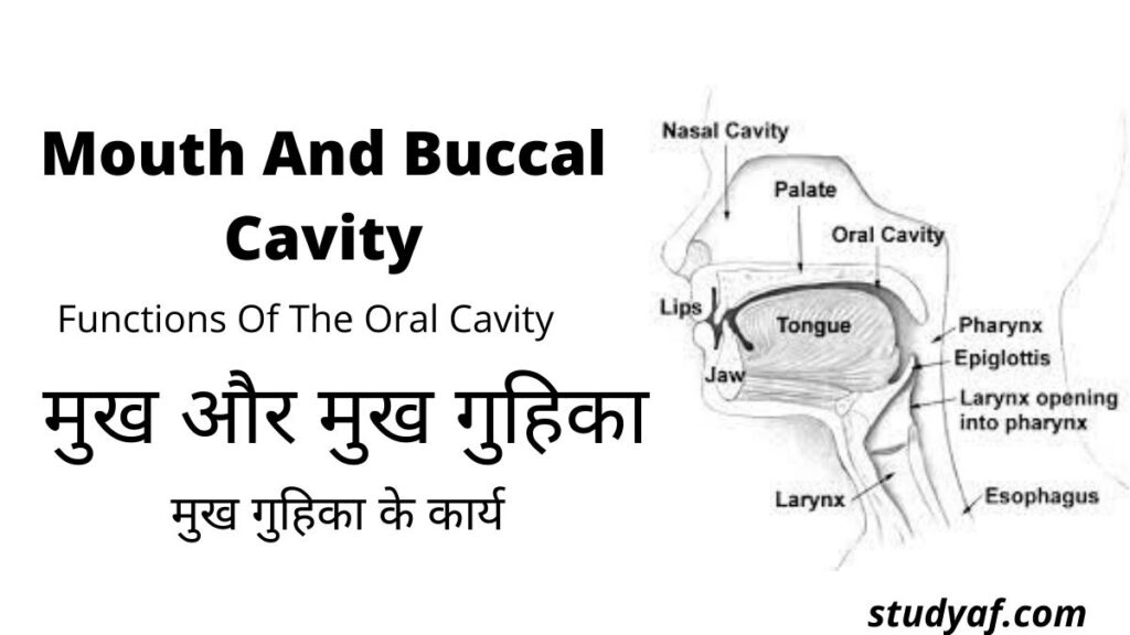 Mouth And Buccal Cavity